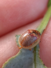 Paropsisterna m-fuscum