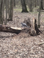 Accipiter gentilis