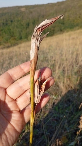 Iris halophila, photograph 3