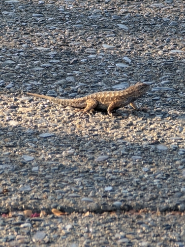 Western Fence Lizard