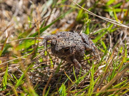 European Toad