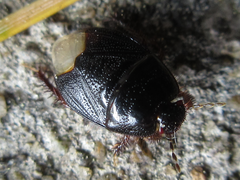 Macroscytus fraterculus