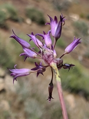 Allium denticulatum