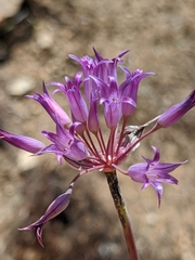 Allium denticulatum