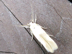 Stathmopoda auriferella