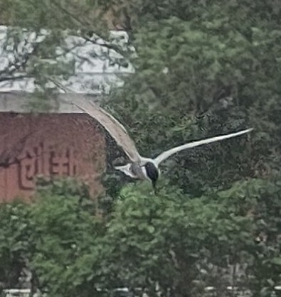 Whiskered Tern