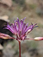 Allium denticulatum