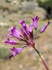Allium denticulatum