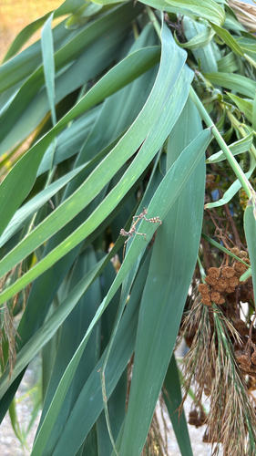 Fasciated Conehead Mantid