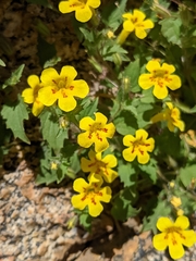 Erythranthe geniculata