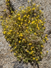 Erythranthe geniculata