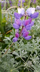 Lupinus albifrons collinus