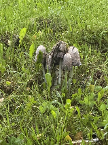 Shaggy Mane