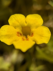 Erythranthe geniculata