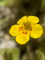 Erythranthe geniculata