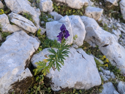 Aconitum tauricum