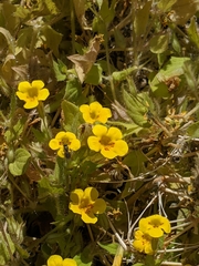 Erythranthe geniculata