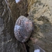 Mask Limpet - Photo (c) Serena, some rights reserved (CC BY-NC), uploaded by Serena