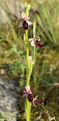 Ophrys bertolonii, photograph (c) Lídia Carrera, some rights reserved (CC BY)