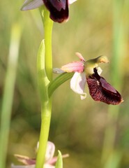 Ophrys bertolonii