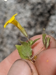 Erythranthe geniculata