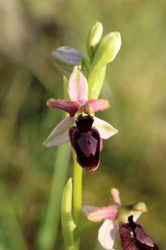 Ophrys bertolonii, photograph 3