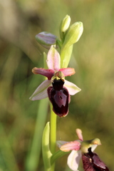 Ophrys bertolonii, photograph (c) Lídia Carrera, some rights reserved (CC BY)