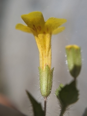 Erythranthe geniculata