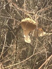 Gonolobus uniflorus