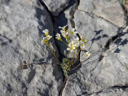 Saxifraga caesia, photograph 6
