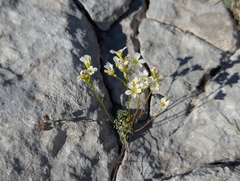 Saxifraga caesia, photograph (c) Elias, some rights reserved (CC BY)