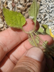 Erythranthe geniculata