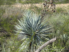 Yucca rigida