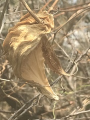Gonolobus uniflorus
