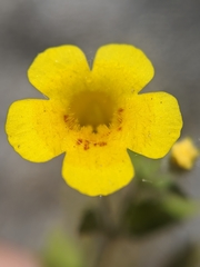 Erythranthe geniculata