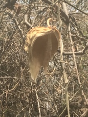 Gonolobus uniflorus
