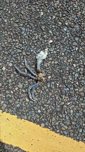 Blue Land Crab