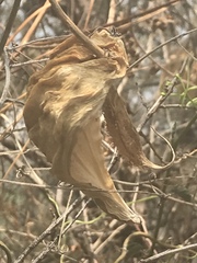 Gonolobus uniflorus