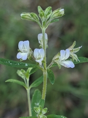 Collinsia childii