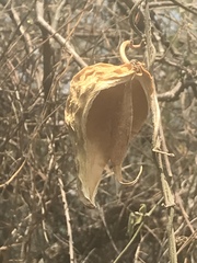 Gonolobus uniflorus