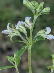Collinsia childii