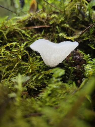 Toothed Jelly Fungus