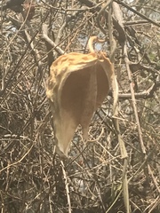Gonolobus uniflorus