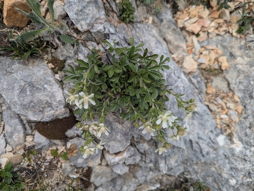 Potentilla caulescens, photograph 4