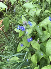 Pentaglottis sempervirens