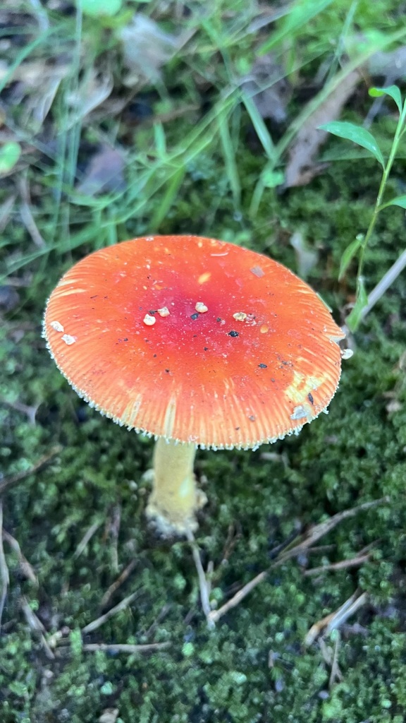 False Caesar's Mushroom · August 2026 · photo: Photo: no rights reserved · iNaturalist