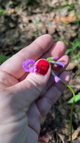 Oxalis violacea, photograph 6