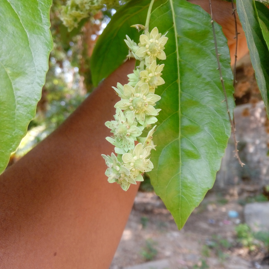 Homalium senarium