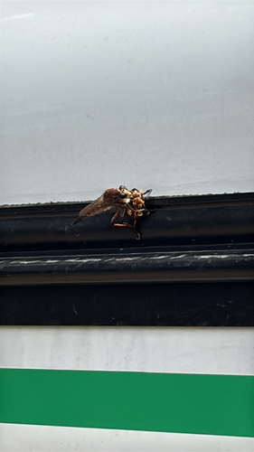 Maroon-legged Lion Fly
