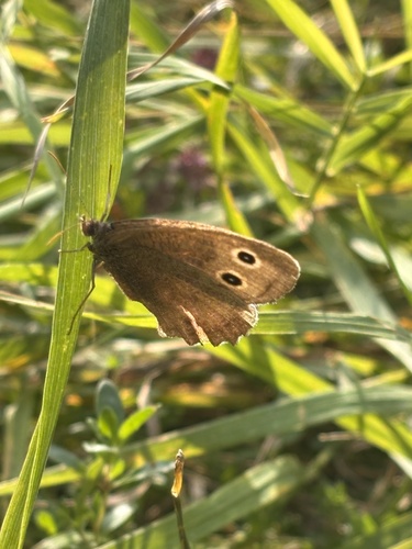 Common Wood-Nymph